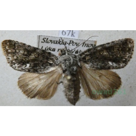 Acronicta rumicis (Linnaeus, 1758) Wieczernica szczawiówka Slovakia67k